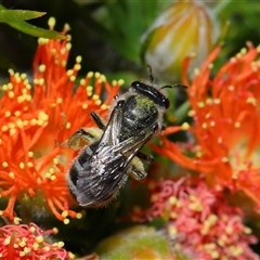 Lasioglossum (Chilalictus) sp. (genus & subgenus) (Halictid bee) at Acton, ACT - 31 Oct 2024 by TimL