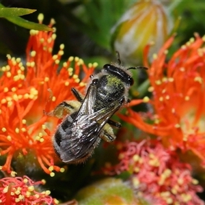 Lasioglossum (Chilalictus) sp. (genus & subgenus) at Acton, ACT - 31 Oct 2024