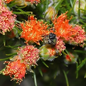 Lasioglossum (Chilalictus) sp. (genus & subgenus) at Acton, ACT - 31 Oct 2024