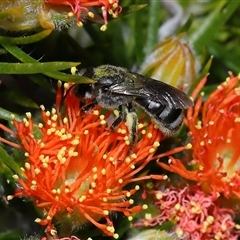 Lasioglossum (Chilalictus) sp. (genus & subgenus) at Acton, ACT - 31 Oct 2024 11:12 AM