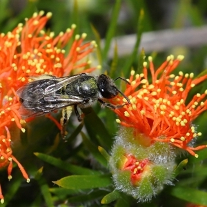 Lasioglossum (Chilalictus) sp. (genus & subgenus) at Acton, ACT - 31 Oct 2024