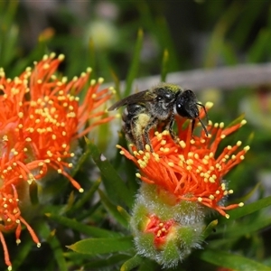 Lasioglossum (Chilalictus) sp. (genus & subgenus) at Acton, ACT - 31 Oct 2024 11:12 AM