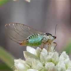 Psyllidae sp. (family) (Unidentified psyllid or lerp insect) at Uriarra Village, ACT - 27 Oct 2024 by HarveyPerkins