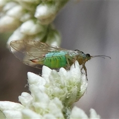 Psyllidae sp. (family) at Uriarra Village, ACT - 27 Oct 2024 01:27 PM