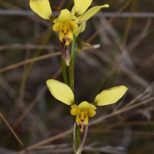 Diuris sulphurea at Jerrabomberra, NSW - suppressed