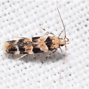 Limnaecia leptomeris at Jerrabomberra, NSW - suppressed