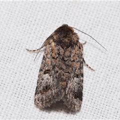 Thoracolopha (genus) (A Noctuid moth) at Jerrabomberra, NSW - 31 Oct 2024 by DianneClarke