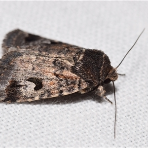 Thoracolopha (genus) at Jerrabomberra, NSW - suppressed