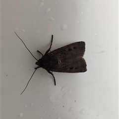 Agrotis infusa (Bogong Moth, Common Cutworm) at Greenleigh, NSW - 31 Oct 2024 by LyndalT