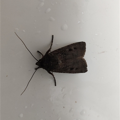 Agrotis infusa (Bogong Moth, Common Cutworm) at Greenleigh, NSW - 31 Oct 2024 by LyndalT