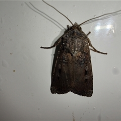 Agrotis infusa at Greenleigh, NSW - 1 Nov 2024