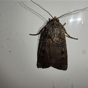 Agrotis infusa at Greenleigh, NSW - 1 Nov 2024