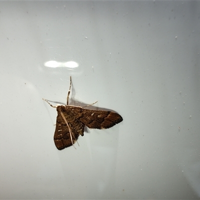 Nacoleia rhoeoalis (A Crambid moth (Spilomelinae) at Deakin, ACT - 24 Oct 2024 by LyndalT