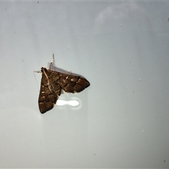 Nacoleia rhoeoalis at Deakin, ACT - 24 Oct 2024