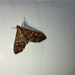 Nacoleia rhoeoalis at Deakin, ACT - 24 Oct 2024 10:52 AM