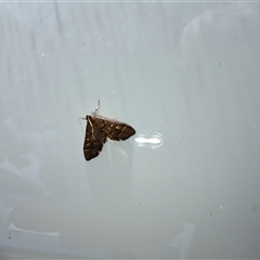 Nacoleia rhoeoalis at Deakin, ACT - 24 Oct 2024 10:52 AM