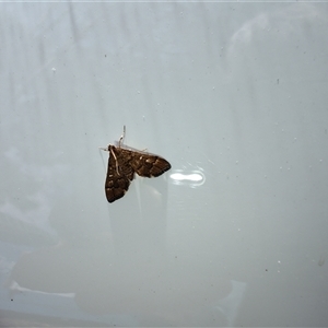 Nacoleia rhoeoalis at Deakin, ACT - 24 Oct 2024 10:52 AM