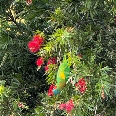 Glossopsitta concinna (Musk Lorikeet) at Hawker, ACT - 31 Oct 2024 by alirfh