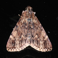 Orthaga thyrisalis (Teatree Web Moth) at Rosedale, NSW - 27 Oct 2024 by jb2602