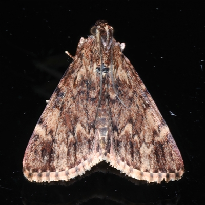 Orthaga thyrisalis (Teatree Web Moth) at Rosedale, NSW - 27 Oct 2024 by jb2602