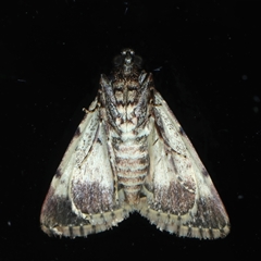 Orthaga thyrisalis at Rosedale, NSW - 27 Oct 2024 10:47 PM