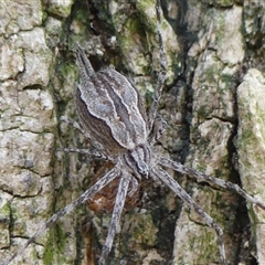 Tamopsis sp. (genus) (Two-tailed spider) at Braemar, NSW - 1 Nov 2024 by Curiosity