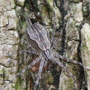 Tamopsis fickerti at Braemar, NSW by Curiosity