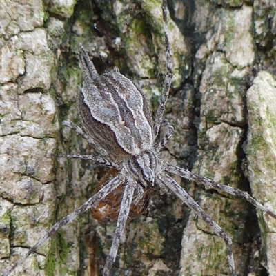 Tamopsis sp. (genus) (Two-tailed spider) at Braemar, NSW - 1 Nov 2024 by Curiosity