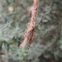 Arachnura higginsi (Scorpion-tailed Spider) at Conder, ACT - 2 Mar 2024 by MichaelBedingfield