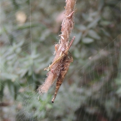 Arachnura higginsi (Scorpion-tailed Spider) at Conder, ACT - 2 Mar 2024 by MichaelBedingfield