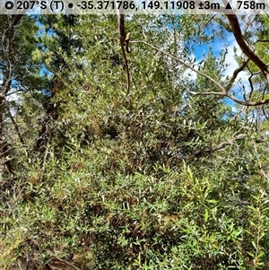 Olea europaea subsp. cuspidata at Isaacs, ACT - 1 Nov 2024