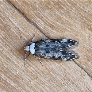 Endrosis sarcitrella at Goulburn, NSW - 1 Nov 2024