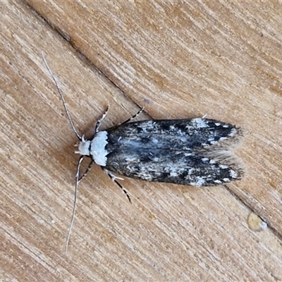 Endrosis sarcitrella at Goulburn, NSW - 31 Oct 2024 by trevorpreston