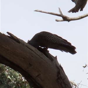 Callocephalon fimbriatum at Aranda, ACT - 1 Nov 2024