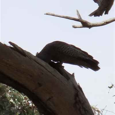 Callocephalon fimbriatum (Gang-gang Cockatoo) at Aranda, ACT - 31 Oct 2024 by lbradley