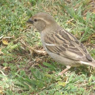 Passer domesticus (House Sparrow) at Braidwood, NSW - 31 Oct 2024 by MatthewFrawley