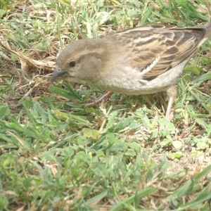 Passer domesticus at Braidwood, NSW - 31 Oct 2024 02:52 PM