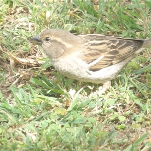 Passer domesticus at Braidwood, NSW - 31 Oct 2024