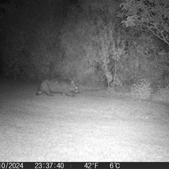 Vombatus ursinus (Bare-nosed Wombat) at Braidwood, NSW - 31 Oct 2024 by MatthewFrawley