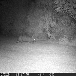 Vombatus ursinus at Braidwood, NSW - 31 Oct 2024 11:37 PM