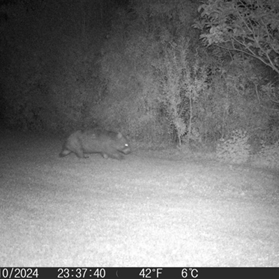 Vombatus ursinus (Common wombat, Bare-nosed Wombat) at Braidwood, NSW - 31 Oct 2024 by MatthewFrawley