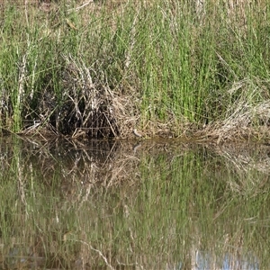 Zapornia pusilla at Rankins Springs, NSW - 30 Sep 2018