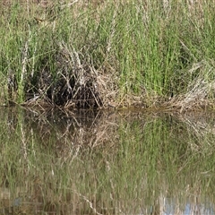 Zapornia pusilla at Rankins Springs, NSW - 30 Sep 2018