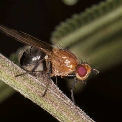 Rhagadolyra magnicornis (Lauxaniid fly) at Bruce, ACT - 30 Oct 2024 by kasiaaus