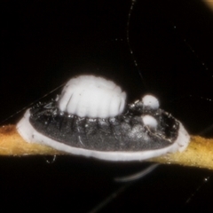 Pseudozaphanera wariensis at Bruce, ACT - 30 Oct 2024