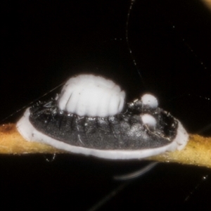 Pseudozaphanera wariensis at Bruce, ACT - 30 Oct 2024