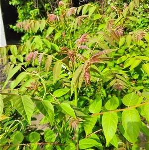 Ailanthus altissima at Curtin, ACT - 31 Oct 2024