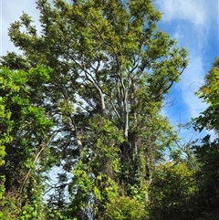 Ailanthus altissima at Curtin, ACT - 31 Oct 2024