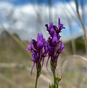 Linaria pelisseriana at Fadden, ACT - 1 Nov 2024 11:29 AM