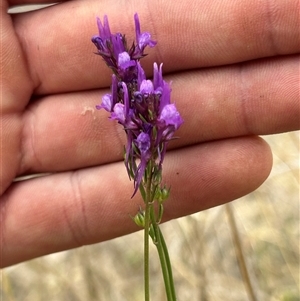 Linaria pelisseriana at Fadden, ACT - 1 Nov 2024